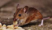 24 Hour & Emergency Exterminators in Wells Tannery, PA